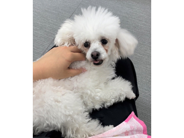 雪で作ったモデル犬♪